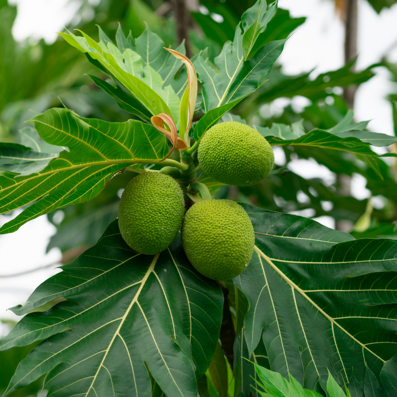 Breadfruit / Kadaplavu - Artocarpus altilis Fruit Plant