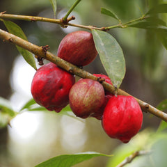 Mahkota Dewa (Phaleria Macrocarpa) Fruit Plant