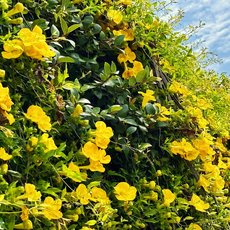 Cat's Claw Creeper - Yellow - Hybrid Flower Plant