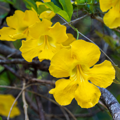 Cat's Claw Creeper - Yellow - Hybrid Flower Plant