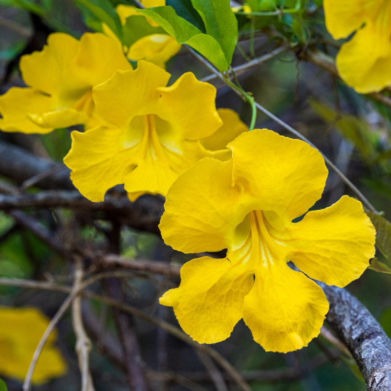Cat's Claw Creeper - Yellow - Hybrid Flower Plant