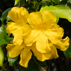 Cat's Claw Creeper - Yellow - Hybrid Flower Plant