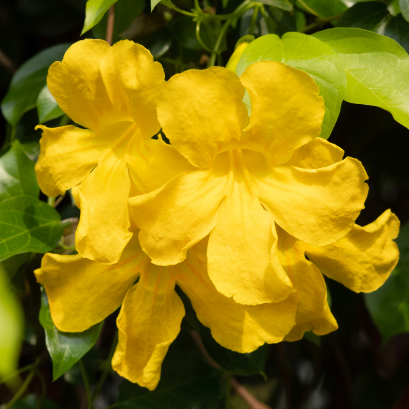 Cat's Claw Creeper - Yellow - Hybrid Flower Plant