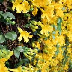 Cat's Claw Creeper - Yellow - Hybrid Flower Plant
