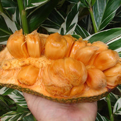 Chempedak - Artocarpus integer Fruit Plant