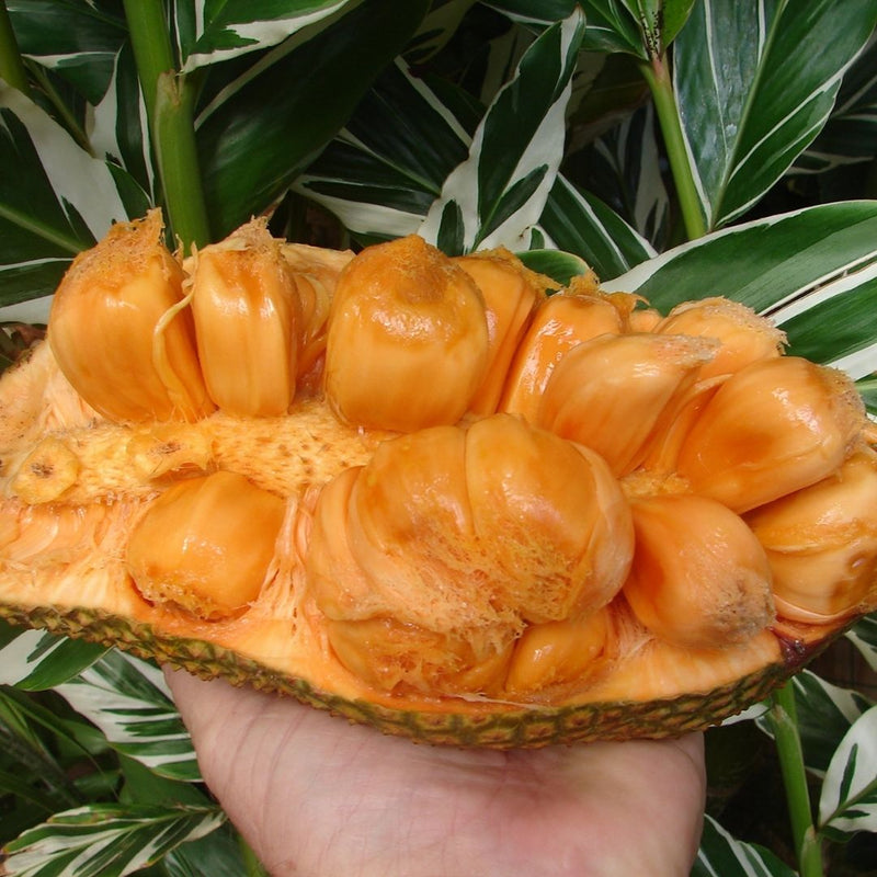 Chempedak - Artocarpus integer Fruit Plant