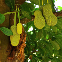 Chempedak - Artocarpus integer Fruit Plant