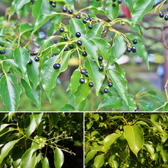Camphor Tree - Karpooram Spice Plant