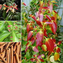 Cinnamon - Karuvapatta Spice Plant