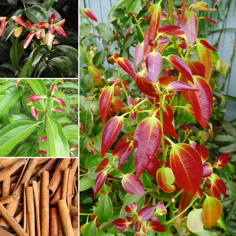 Cinnamon - Karuvapatta Spice Plant