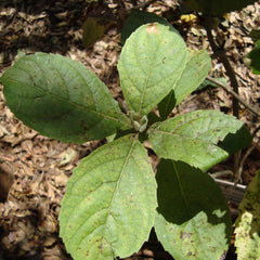 Cheruthekku ( Rotheca serrata ) Medicinal Plant