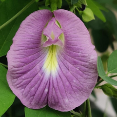 Clitoria Aparajita - Lavender - 10 Flower Seeds