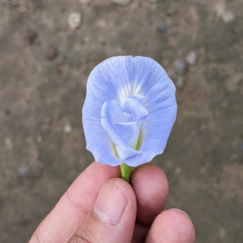 Clitoria Aparajita - Light Blue - 10 Flower Seeds