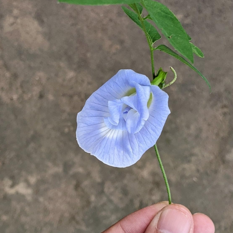 Clitoria Aparajita - Light Blue - 10 Flower Seeds