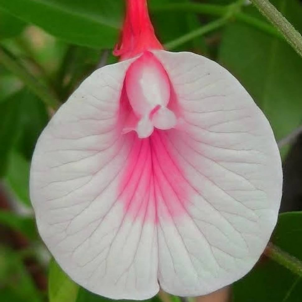 Clitoria Aparajita - Pink White - 10 Flower Seeds