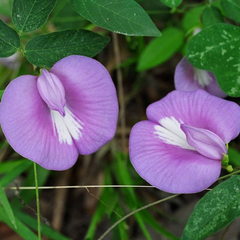 Clitoria Aparajita - Purple - 10 Flower Seeds