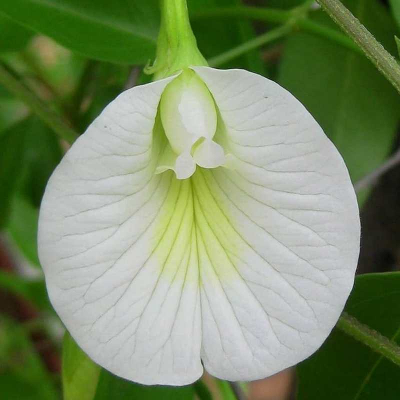 Clitoria Aparajita - White - 10 Flower Seeds