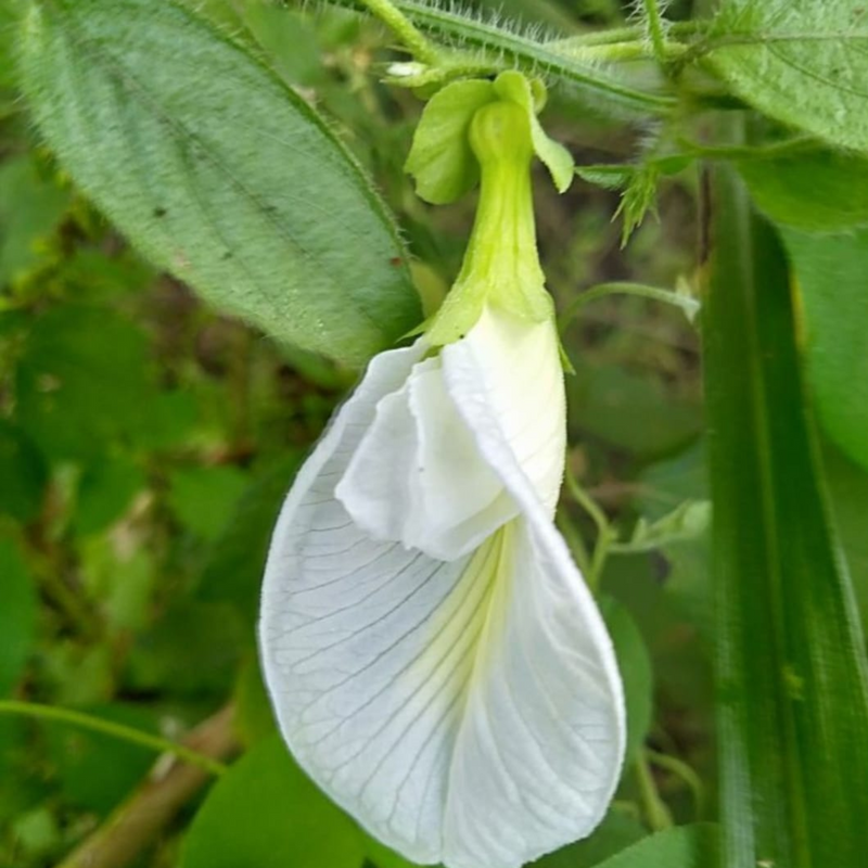 Clitoria Aparajita - White - 10 Flower Seeds