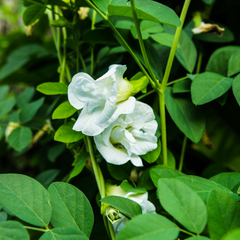 Clitoria Aparajita - White Double - 10 Flower Seeds