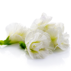 Clitoria Aparajita - White Double - 10 Flower Seeds