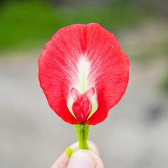 Clitoria Aparajita - Red - 10 Flower Seeds