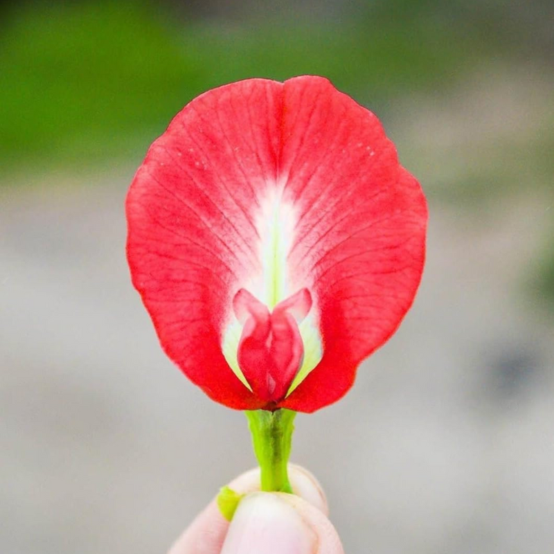 Clitoria Aparajita - Red - 10 Flower Seeds