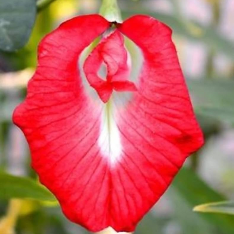 Clitoria Aparajita - Red - 10 Flower Seeds