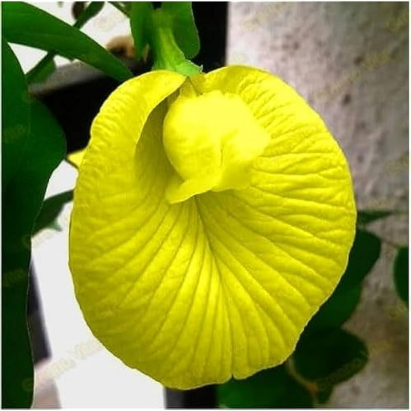 Clitoria Aparajita - Yellow - 10 Flower Seeds
