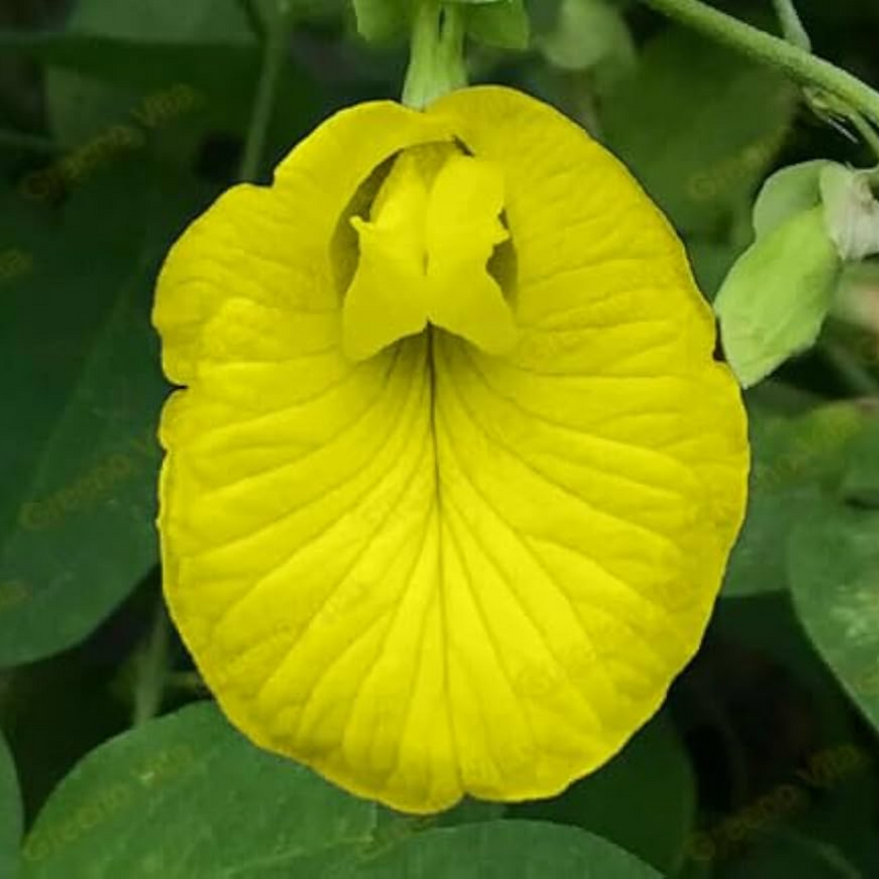 Clitoria Aparajita - Yellow - 10 Flower Seeds