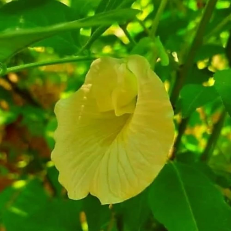 Clitoria Aparajita - Yellow - 10 Flower Seeds