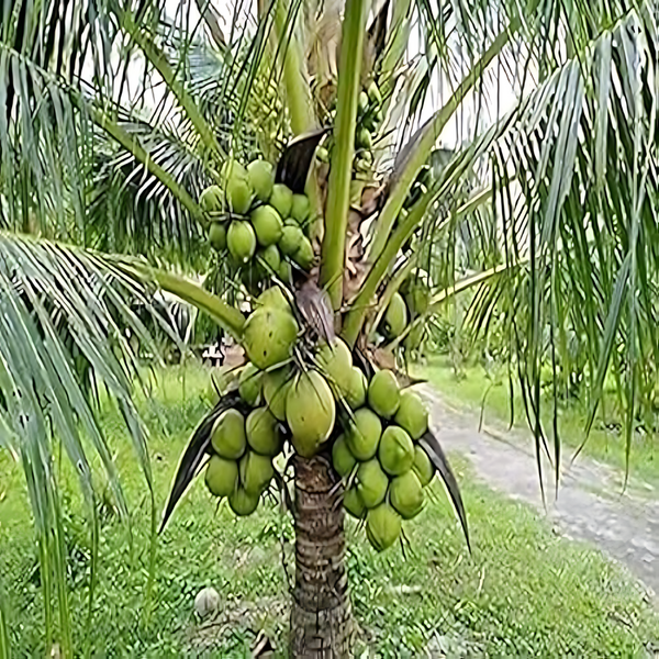 Hybrid Dwarf Coconut - D x T Plant