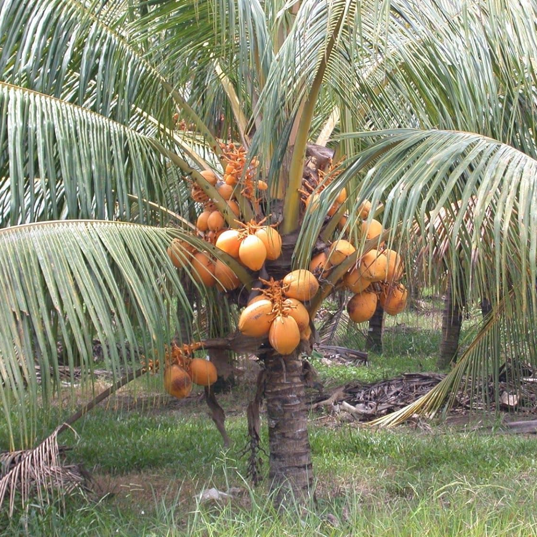 yellow malayan coconut palm Hybrid Dwarf Coconut