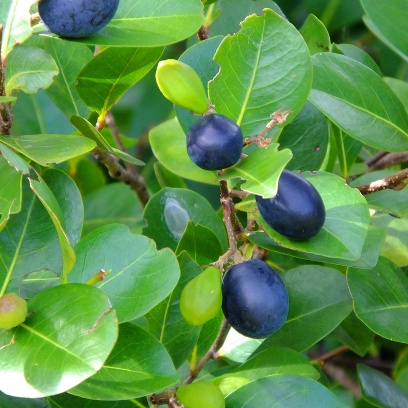 Cocoplum - Black - Chrysobalanus icaco Fruit Plant