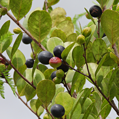 Cocoplum - Black - Chrysobalanus icaco Fruit Plant