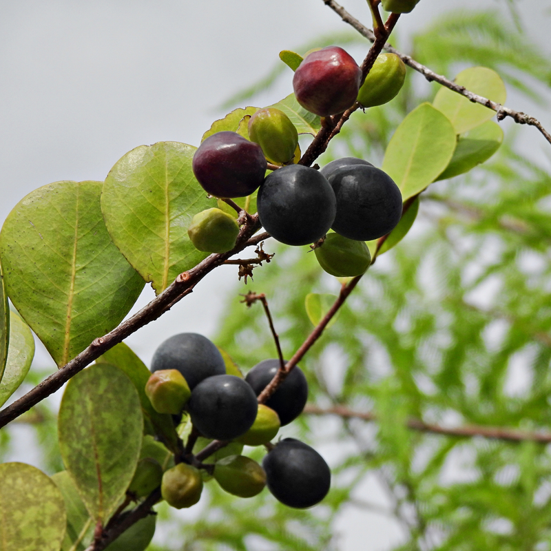 Cocoplum - Black - Chrysobalanus icaco Fruit Plant