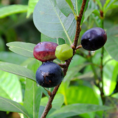 Cocoplum - Black - Chrysobalanus icaco Fruit Plant