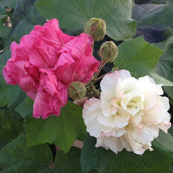 Confederate Rose / Magic Rose - Hibiscus mutabilis - Hybrid Flower Plant