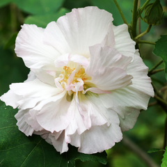 Confederate Rose / Magic Rose - Hibiscus mutabilis -  Hybrid Flower Plant