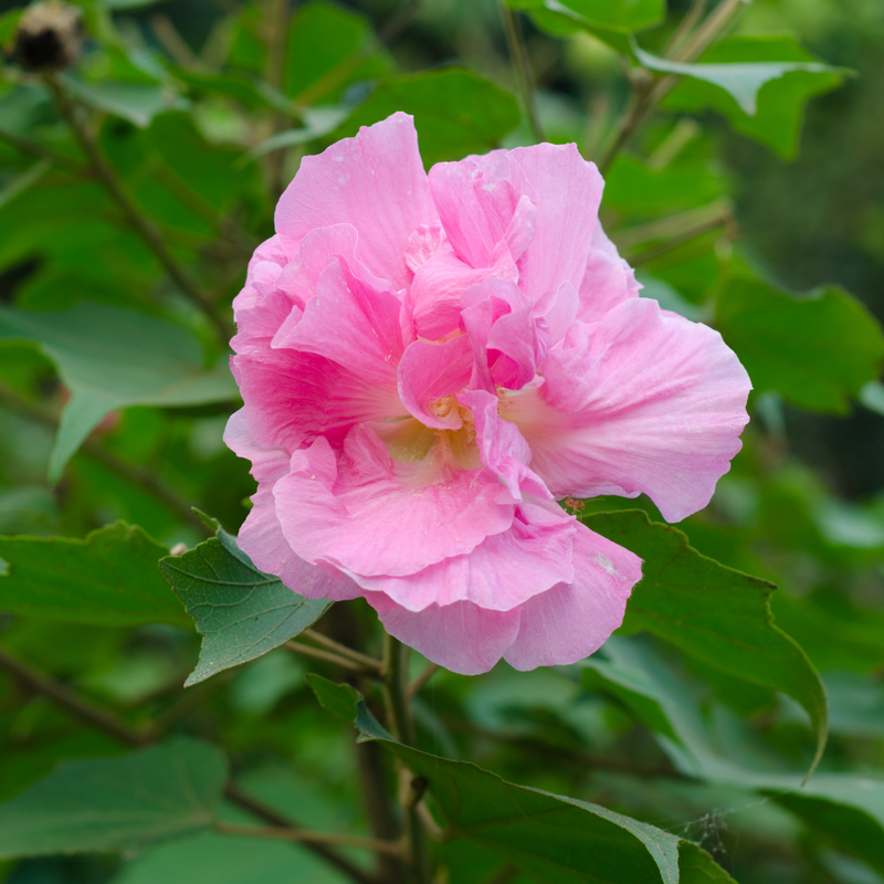 Confederate Rose / Magic Rose - Hibiscus mutabilis -  Hybrid Flower Plant