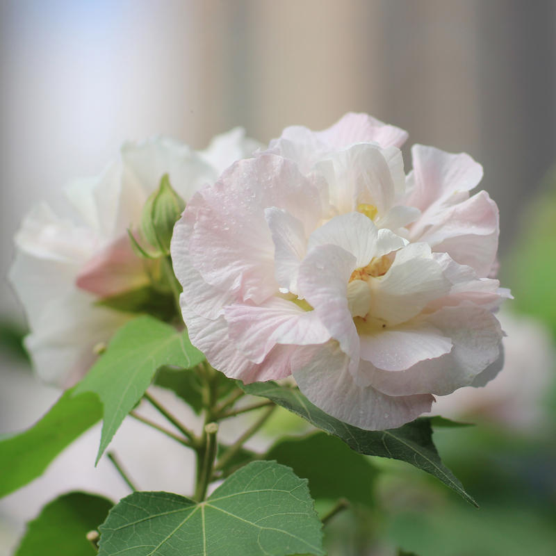 Confederate Rose / Magic Rose - Hibiscus mutabilis -  Hybrid Flower Plant