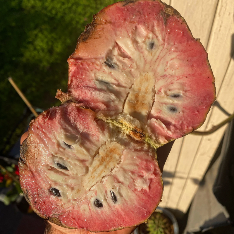 Custard Apple - Black - Annona reticulata Fruit Plant