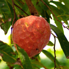 Custard Apple - Red - Annona reticulata Fruit Plant