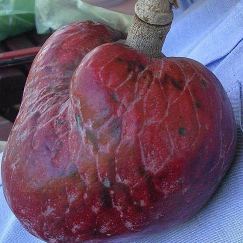 Custard Apple - Red Flesh - Annona reticulata Fruit Plant