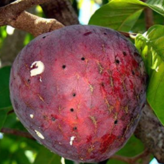 Custard Apple - Red Flesh - Annona reticulata Fruit Plant