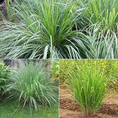 Lemon Grass - Malabar Grass Spice Plant