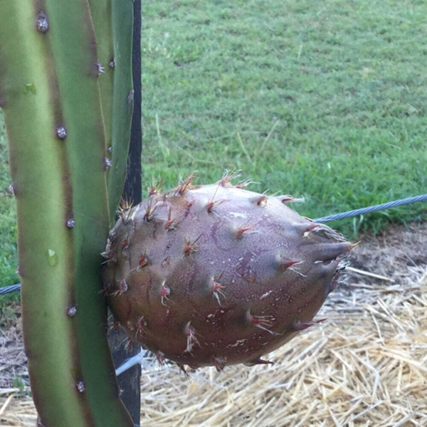 Dragon Fruit / Pitaya - Black Skin Fruit Plant