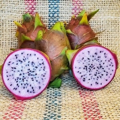 Dragon Fruit / Pitaya - Pink Flesh  Fruit Plant