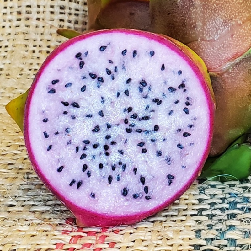Dragon Fruit / Pitaya - Pink Flesh  Fruit Plant