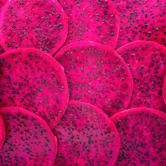 Dragon Fruit / Pitaya - Purple Flesh  Fruit Plant