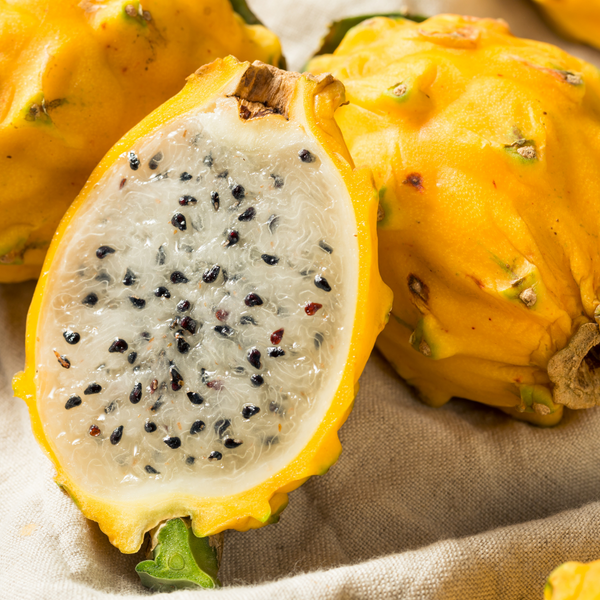 Dragon Fruit / Pitaya - Yellow Skin Fruit Plant